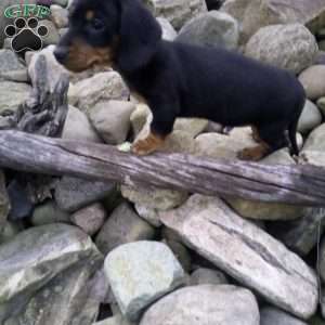 Digger, Dachshund Puppy